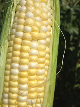 Ear of Corn